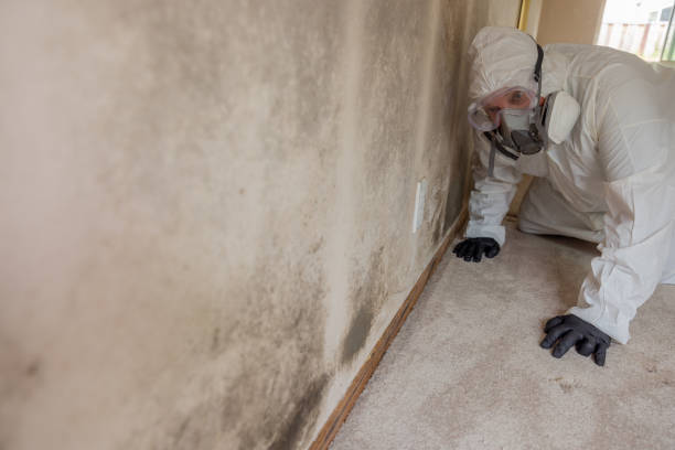 Best Basement Mold Removal  in Casa Blanca, AZ