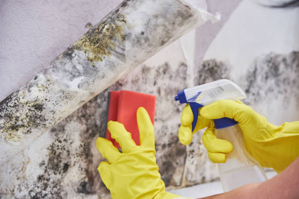 Best Mold Damage Restoration  in Casa Blanca, AZ